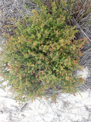 Erica radicans