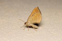 Scotopteryx chenopodiata