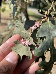 Cynips douglasii