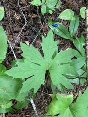 Petasites frigidus
