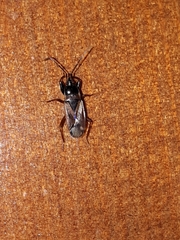 Eremocoris fenestratus