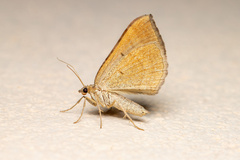 Scotopteryx chenopodiata