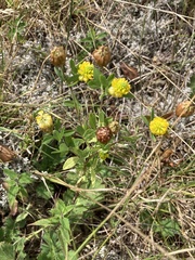 Trifolium aureum