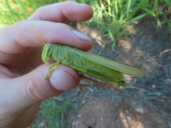 Schistocerca shoshone