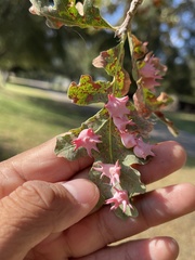Cynips douglasii