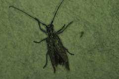 Monochamus notatus