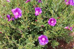 Ipomoea stans