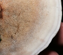 Mycorrhaphium adustum