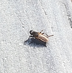 Orygma luctuosum
