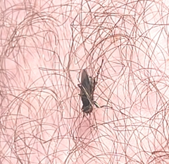 Orygma luctuosum