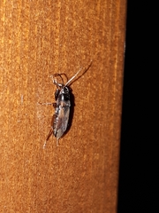 Eremocoris fenestratus