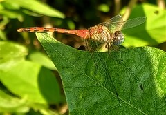 Sympetrum ambiguum