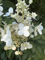 Hydrangea