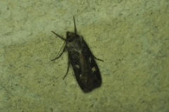 Actebia fennica