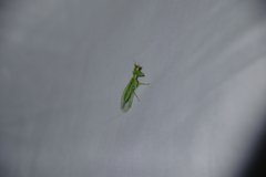 Zeugomantispa minuta