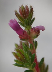 Erica radicans