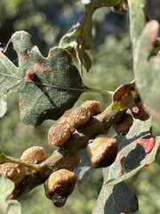 Disholcaspis eldoradensis