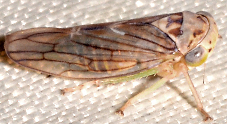 Populicerus