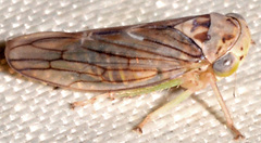 Populicerus formosus