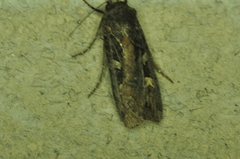 Actebia fennica