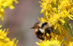 Bombus