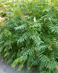 Sorbaria sorbifolia