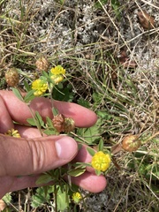 Trifolium aureum