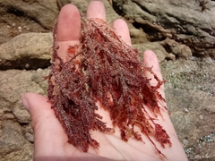 Neoptilota