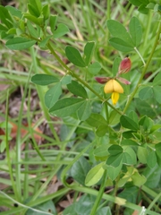 Crotalaria pumila