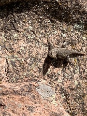 Sceloporus consobrinus