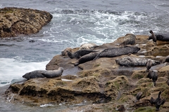 Phoca vitulina richardii