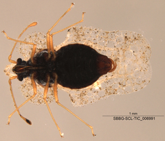 Tingidae
