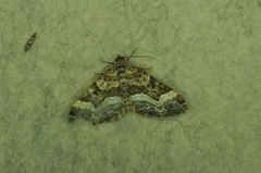 Euphyia intermediata