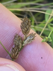 Carex longii