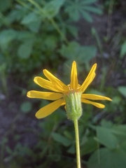 Arnica