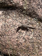 Sceloporus consobrinus