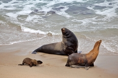 California Sea Lion photo 4