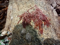 Neoptilota