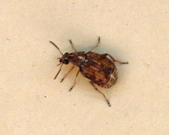 Bruchinae