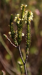 Struthiola
