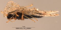 Tingidae