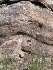 Sceloporus consobrinus