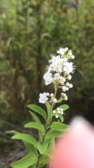 Spiraea alba