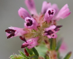 Erica radicans