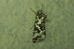 Syngrapha rectangula