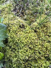 Aulacomnium palustre