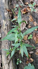 Persicaria hydropiper