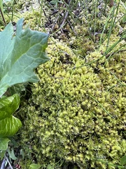 Aulacomnium palustre