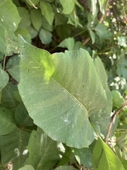 Toxicodendron