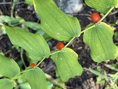 Streptopus amplexifolius